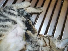 -荔康动物医院(康王北路店)