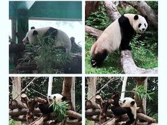 -广州动物园