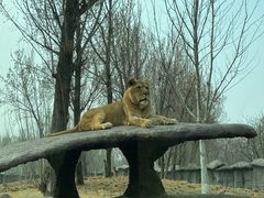 -北京野生动物园