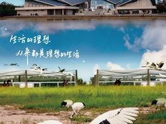 -盐城丹顶鹤湿地生态旅游区