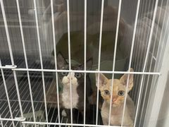-山宅一喵德文卷毛猫舍