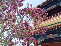 -天津大悲禅院