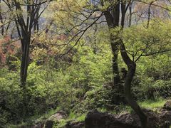 -老山国家森林公园