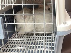 -福懋动物医院·犬猫全科·外科·重症科(杏林分院)