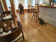 -有猫主题·治愈系猫咖(曾厝垵店)