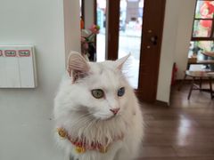 -有猫主题·治愈系猫咖(曾厝垵店)