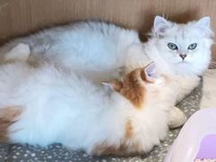 -悠尼宠物·独立低压伊珊娜洗护·美容·寄养(兰谷路店)