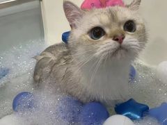 -车接车送·寄养洗护·德文猫舍(大宁店)