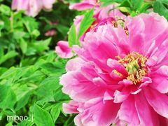 -洛阳市隋唐城遗址植物园
