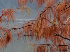 -三水森林公园