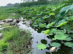 -大兴滨河森林公园