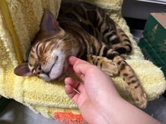 -喵zoo家庭繁育猫舍(尖东智能花园店)