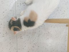 -喵园·猫主题咖啡厅·撸猫·猫咖(国贸店)