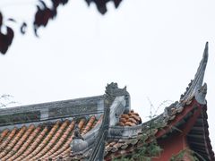 -铁山坪森林公园