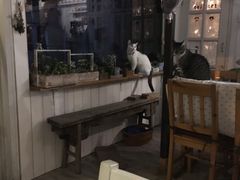 -海边的猫和咖啡馆