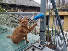 -喵屿·大理花园猫咖