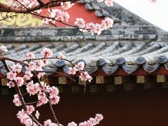 -桃花堤公园