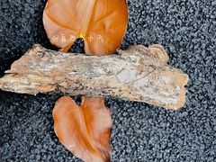 -南宁良凤江国家森林公园