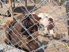 -长白岛森林公园