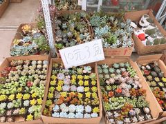 -龙大花卉苗木市场