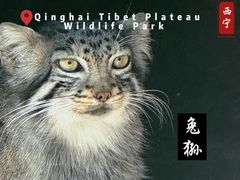 -青藏高原野生动物园