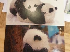 明信片-成都大熊猫繁育研究基地