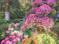 -杭州植物园