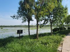 -天津东丽湖风景区