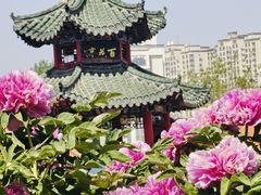 -曹州牡丹园