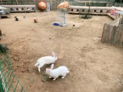 点击看大图 -浅山蜜塘奇妙乐园·亲子营地