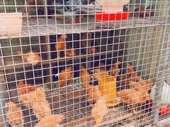 -马陆小张葡萄园农家乐