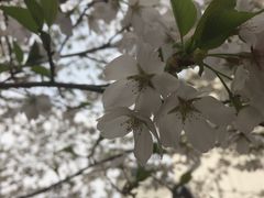 -武汉大学-樱园