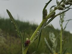 -乌兰布统草原