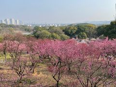 -无锡梅园公园