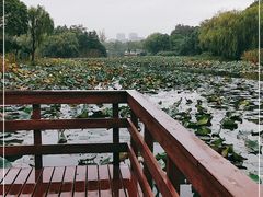 -新江湾城公园