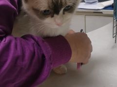 -中农国际动物医院24小时·猫科·骨科·急重症中心