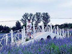 -北京东方普罗旺斯薰衣草庄园