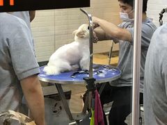 -PETKIT小佩宠物(古北店)