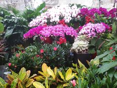 -秦美花卉(天朗·莱茵小城2期店)