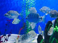 -洛阳龙门海洋馆