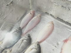 红杉鱼-廣味潮鲜·一品潮滋味(五道口店)