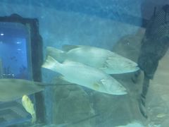 -苏州海洋馆