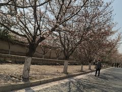 -樱花山风景区
