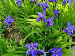 -大兴滨河森林公园