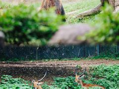 -杭州野生动物世界