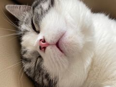 -宠爱国际动物医院· 猫科· 外科·中兽医(长白店)