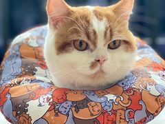 -创凡宠物医院·骨专科  猫科中心(西乡分院)