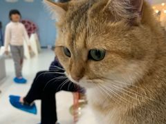 -糯米喵星人·撸猫猫舍咖啡馆(西市场嘉华店)