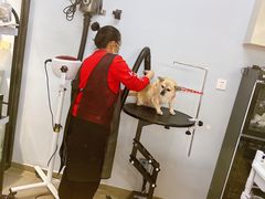 -PETKIT 小佩宠物·德文赛凯猫舍