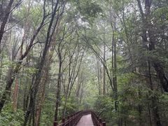 -汤旺河林海奇石景区